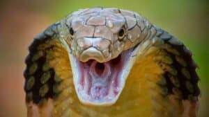 snake